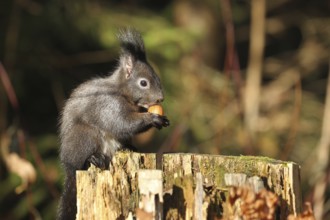 Squirrel (Sciurus) eating hazelnut (Corylus avellana) on a tree stump in the forest, Allgäu,