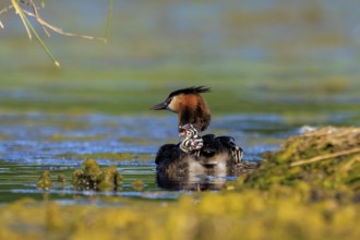 A great crested grebe with its chicks on its back, surrounded by shallow water, Great crested