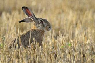 European Hare (Lepus europaeus), Attentive Brown Hare, European Hare (Lepus europaeus) with long