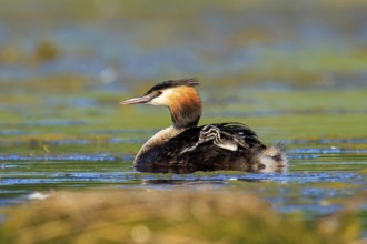 A great crested grebe swims calmly across a green lake, Great crested grebe, (Podiceps Scalloped