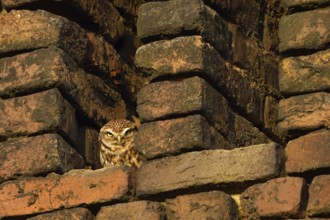 Grim look... Little owl (Athene noctua) sunbathing in the owl hatch of an old brick barn in the