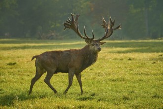 Red deer (Cervus elaphus), proud stag with magnificent antlers strides across a meadow, Germany,