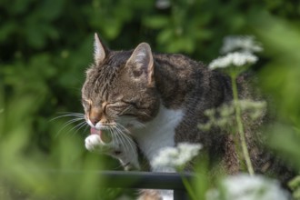 Domestic cat licking its paw, Bavaria, Germany, Europe
