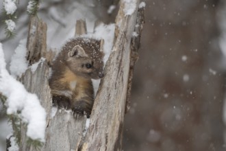 Spruce marten (Martes americana) looks out of a tree stump in winter during snowfall, cute picture