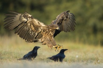 Landing... White-tailed eagle (Haliaeetus albicilla), young eagle lands early in the morning