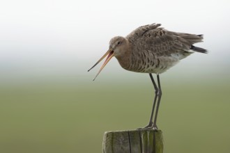 Scolding... Black-tailed godwit (Limosa limosa), long-legged snipe, meadow limosa, breeds in