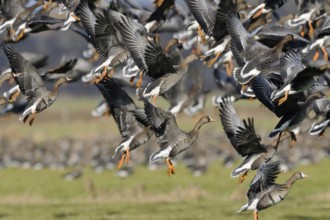 Departure... White-fronted geese (Anser albifrons), arctic wild geese, wintering in Germany, large