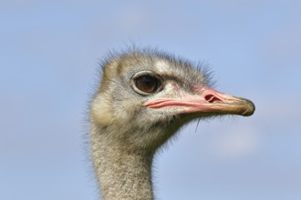 Common ostrich (Struthio camelus), portrait, captive, Rhineland-Palatinate, Germany, Europe
