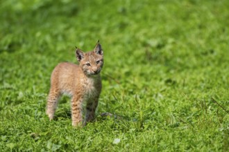 Eurasian lynx (Lynx lynx) youngster on a meadow, Bavaria, Germany, Europe