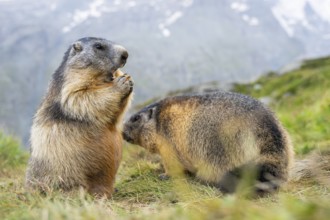 Alpine marmot (Marmota marmota) in autumn, Grossglockner, High Tauern National Park, Austria,