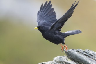 Yellow-billed chough (Pyrrhocorax graculus) in the mountains at Hochalpenstraße, Pinzgau, Salzburg,