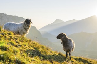 Domestic sheep (Ovis orientalis aries) at sunrise in the Mountains at Hochalpenstraße, Pinzgau,