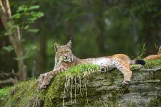 Eurasian lynx (Lynx lynx) on a rock, Austria, Europe