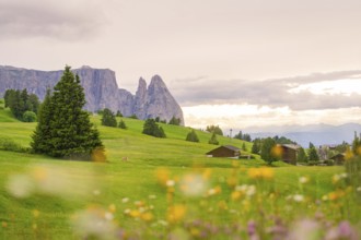 Flower meadow with mountain backdrop in the distance, framed by trees, lively green, Alpe di Siusi,