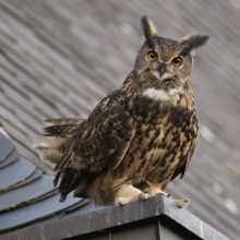On the eaves... European eagle owl (Bubo bubo), mating male eagle owl on the roof of a church,