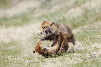 Fierce fight... Red foxes (Vulpes vulpes), fighting, biting, rival foxes, territorial behaviour,