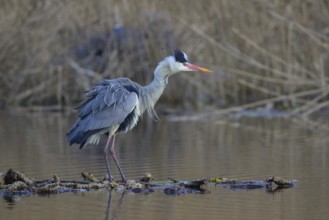Grey heron (Ardea cinerea), standing on floating roots of the water lily, breeding heron in the