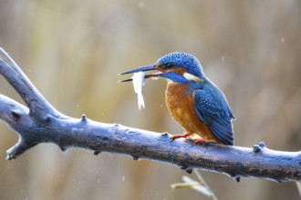 Kingfisher (Alcedo atthis) Germany