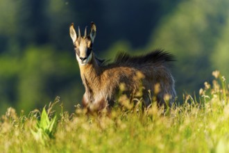 A chamois stands attentively in a meadow, surrounded by a green forest background, chamois,