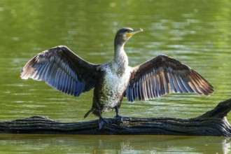 Cormorant with spread wings on a tree trunk against a green background, Cormorant, (Phalacrocorax
