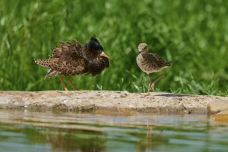 Ruff (Philomachus pugnax), male and female during the breeding season, on a rock by a body of