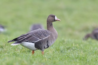 White-fronted goose (Anser albifrons), standing in a meadow in the wintering area, wildlife,