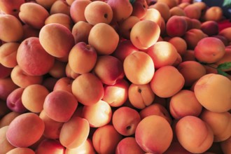 Fresh apricots (Prunus armeniaca) at a market stall, Mulhouse, Alsace, Mulhouse, Alsace, France,