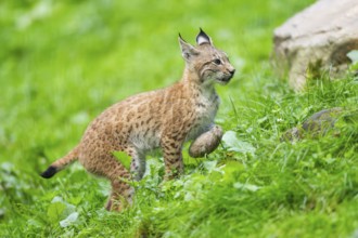 Eurasian lynx (Lynx lynx) youngster on a meadow, Bavaria, Germany, Europe