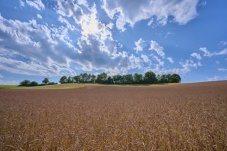 Spelt wheat field under a wide blue sky with white clouds and a row of trees on the horizon,