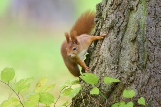 Eurasian squirrel (Sciurus vulgaris), climbing up a tree trunk, surrounded by green foliage,