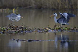 Grey heron (Ardea cinerea), breeding pair building a nest on the floating roots of the water lily,
