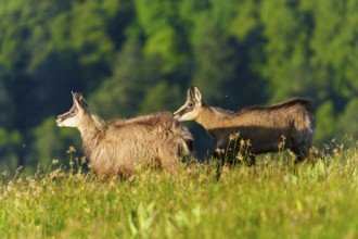 Two chamois moving across a meadow with wooded hills behind, chamois, chamois, (Rupicapra