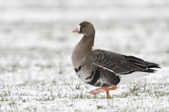 On tour... White-fronted goose (Anser albifrons) walking across a snow-covered field on the Lower