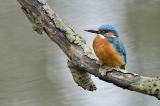 Cavity-nesting bird... Kingfisher (Alcedo atthis) with soil on its beak, probably just digging at