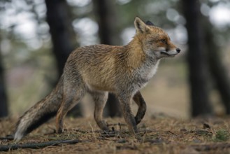 Format-filling... Red fox (Vulpes vulpes), fox in beautiful thick, long-haired winter fur in rainy