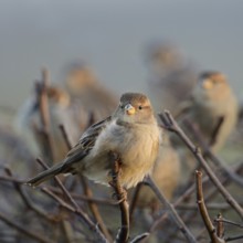 Gathered... House sparrows (Passer domesticus), group of sparrows, house sparrows in winter on a