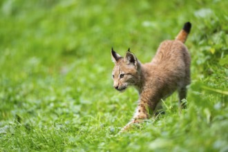 Eurasian lynx (Lynx lynx) youngster on a meadow, Bavaria, Germany, Europe