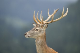 Red deer (Cervus elaphus) stag, portrait, tirol, Kitzbühel, Wildpark Aurach, Austria, Europe