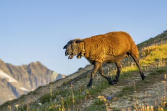 Domestic sheep (Ovis orientalis aries) at sunrise in the Mountains at Hochalpenstraße, Pinzgau,