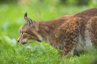 Eurasian lynx (Lynx lynx) on a meadow, Austria, Europe