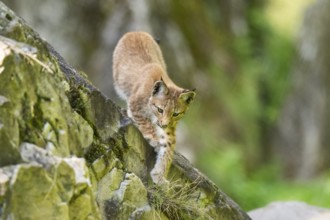 Eurasian lynx (Lynx lynx) youngster climbing on a rock, Bavaria, Germany, Europe