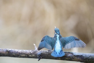 Kingfisher (Alcedo atthis) Germany