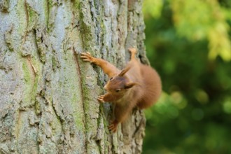 Eurasian squirrel (Sciurus vulgaris), climbing vertically up a tree trunk surrounded by green