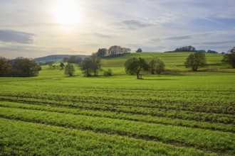 Green fields and hills in a sunny landscape with scattered trees, Winterkasten, Lindenfels,