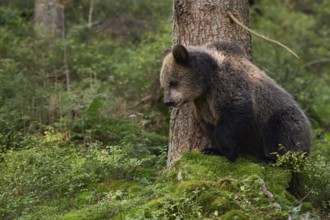 European brown bear (Ursus arctos), very young bear standing on a green mossy rock in the forest,
