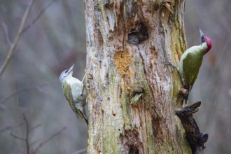 Grey-headed Woodpecker (Picus canus) wbl and Green Woodpecker (Picus viridis) ml Germany