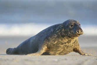 Grey seal (Halichoerus grypus), strong bull, male grey seal crawls over the beach of the Helgoland