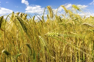 Grain field, in front of harvest, barley, near Bottrop-Kirchhellen, North Rhine-Westphalia,