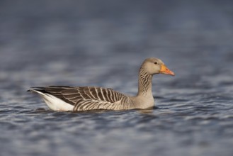 Cosily on the move... Greylag goose (Anser anser) swimming on a lake, largest, almost everywhere