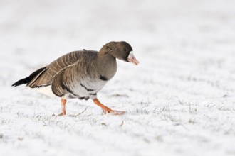 In the snow... White-fronted goose (Anser albifrons), migratory bird, arctic wild goose, relatively